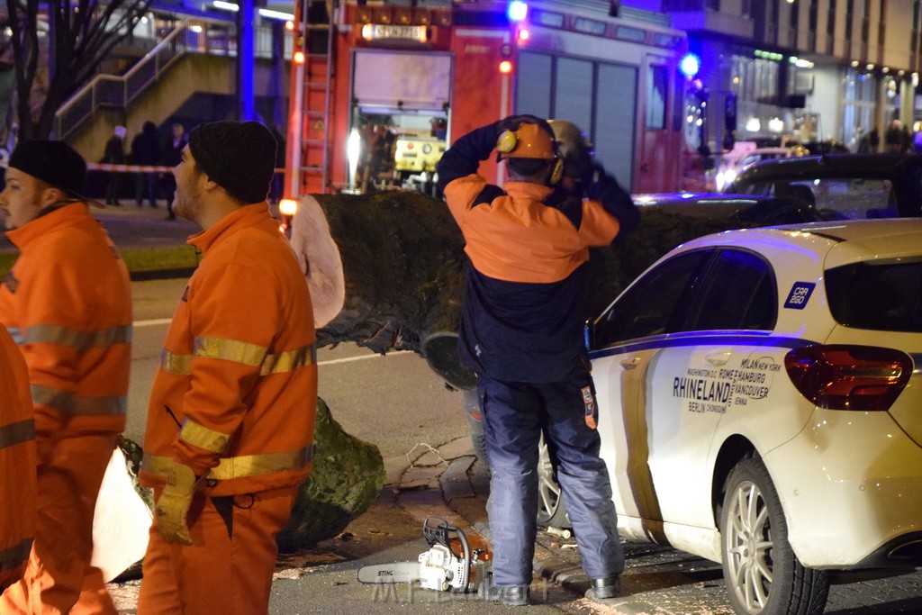 Baum auf PKWs Koeln Mitte Rheinuferstr Goldgasse P066.JPG - Miklos Laubert